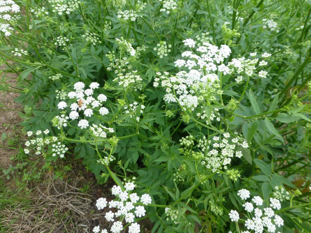 Sium sisarum